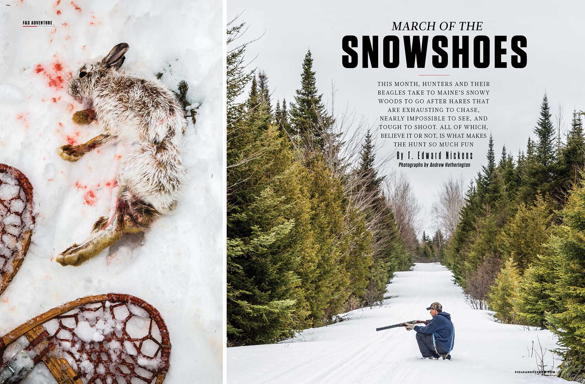 WEB_FS_SnowshowHare_Page_1.jpg
